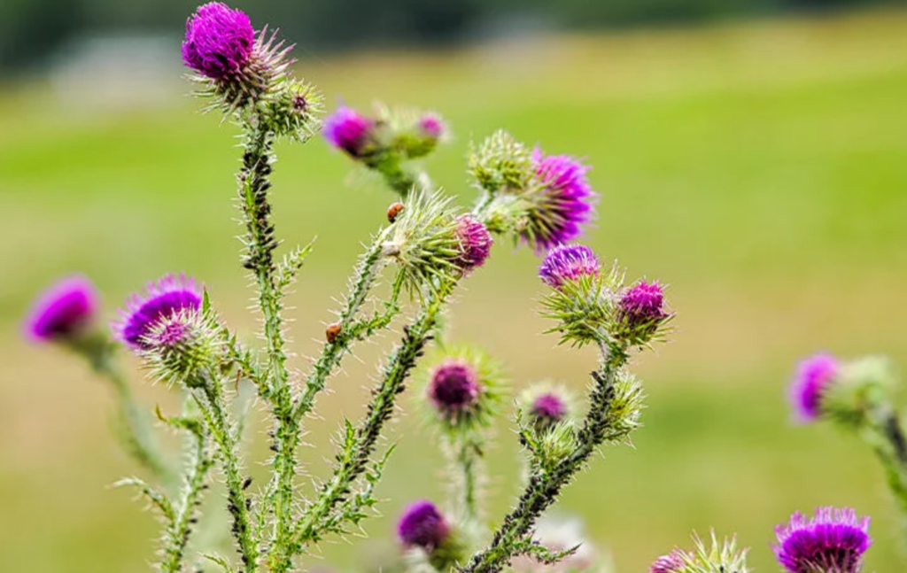 Milk Thistle: Pros & Cons, History & How to Identify Pure Milk Thistle Supplement?